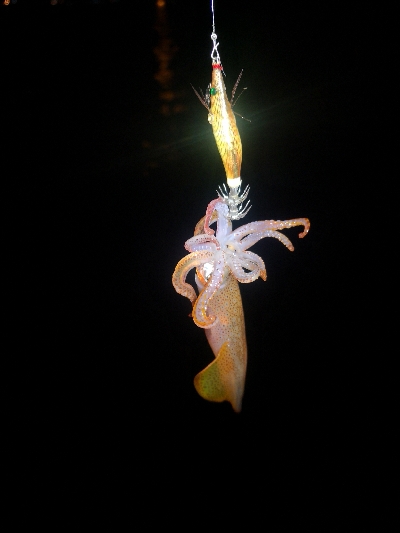 アジング練習366   ソアレXR C20…