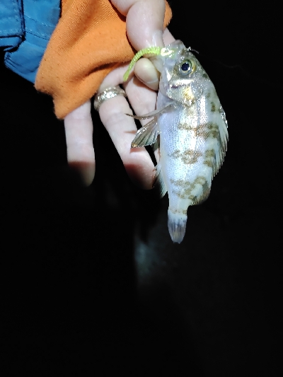 チビ根魚
