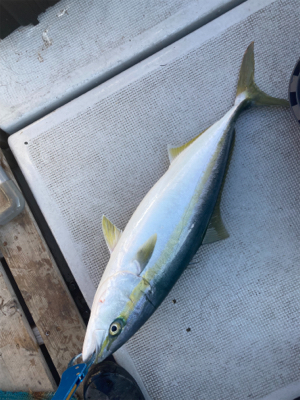 新年初ジギング