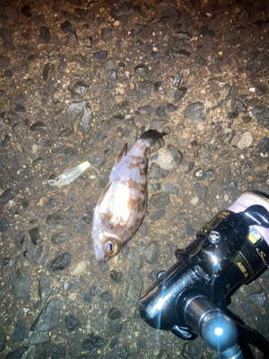 お散歩フィッシング