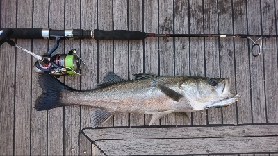 モーニングシーバスゲーム