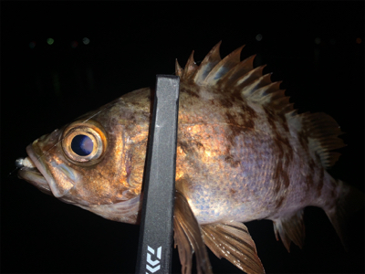 ライトゲーマーズ