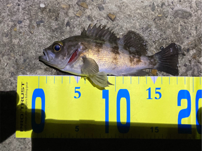 明石メバリング