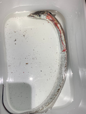 アジングでタチウオ＆コチ