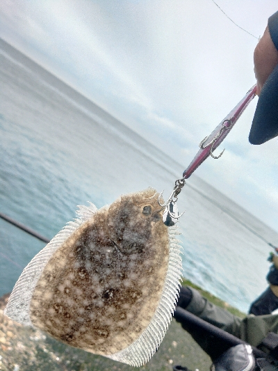 青物不在につき