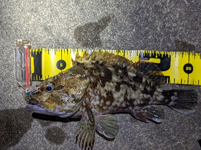 メバリングでしたが…