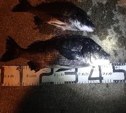 1/22釣果　紀州釣りは手が凍る