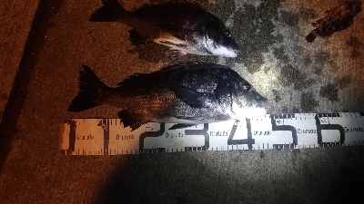 1/22釣果　紀州釣りは手が凍る