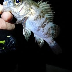 釣り納め、初め