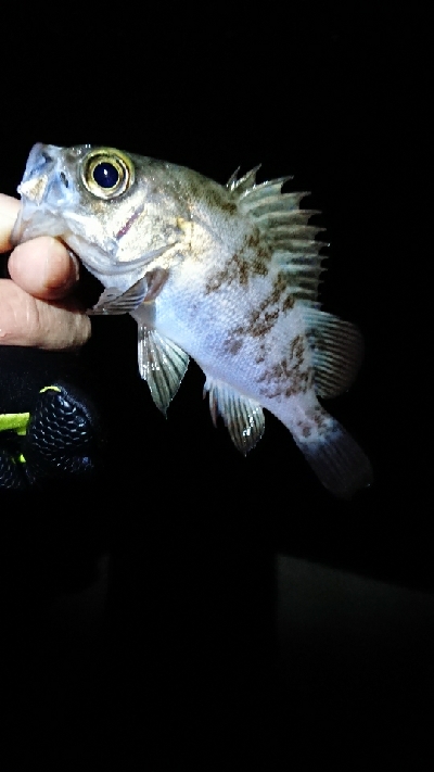 釣り納め、初め