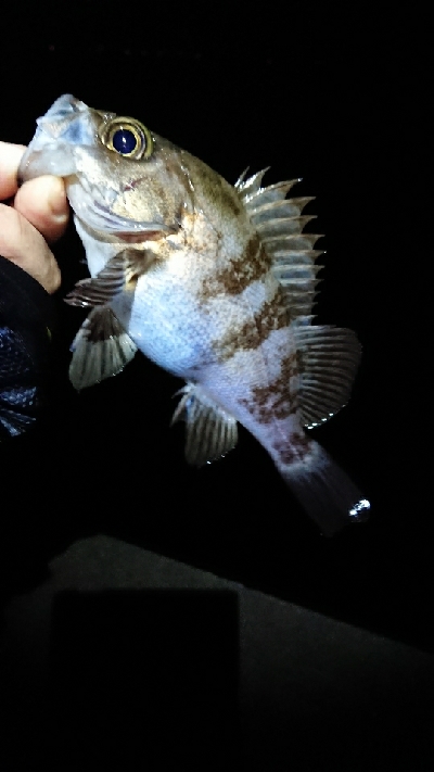 メバルのちチーバス