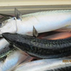 真サバ 60～75匹クーラー満タン(^_-)-☆