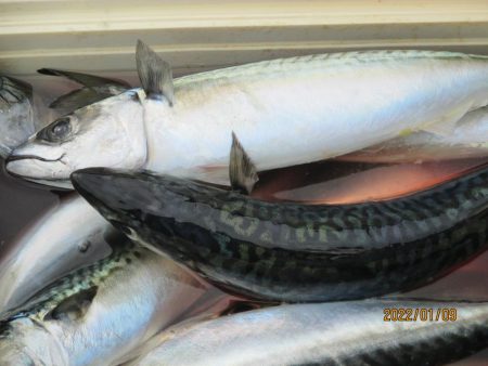 真サバ 60～75匹クーラー満タン(^_-)-☆