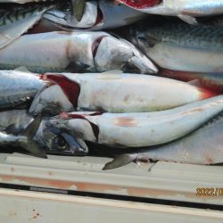 サバ　入れ食い大型クーラー満杯(^_-)-☆