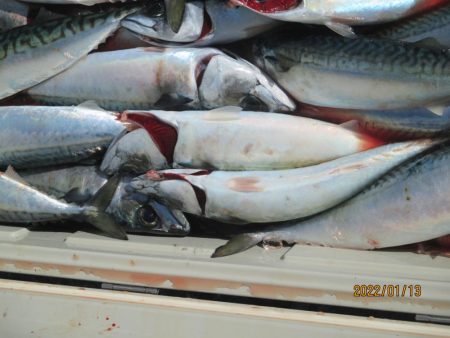 サバ　入れ食い大型クーラー満杯(^_-)-☆