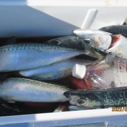 サバ　入食いクーラー2個満タン(^_-)-☆