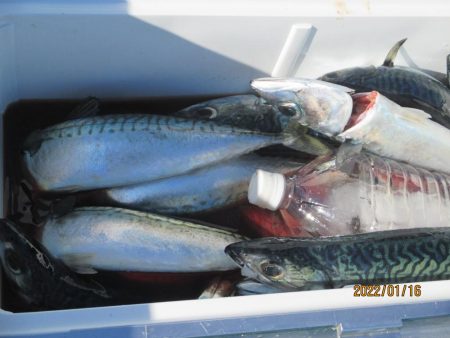 サバ　入食いクーラー2個満タン(^_-)-☆