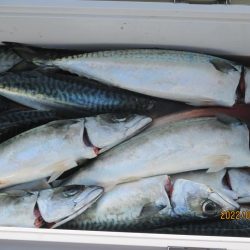 ヤリイカ、スルメイカ、サバ　釣れたよ(^_-)-☆