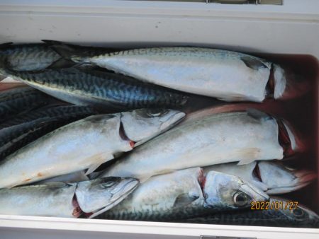 ヤリイカ、スルメイカ、サバ　釣れたよ(^_-)-☆