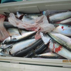 寒サバ　良型サバ多くク－ラ－満杯