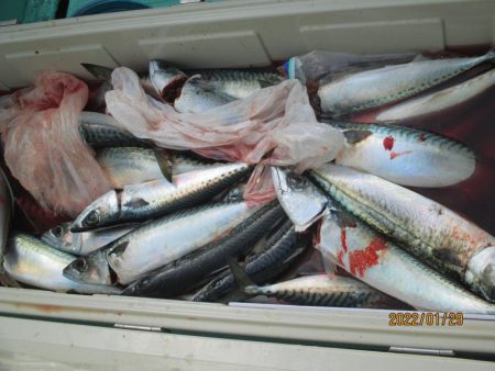 寒サバ　良型サバ多くク－ラ－満杯