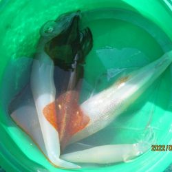 スルメイカ12杯、サバ30～40匹