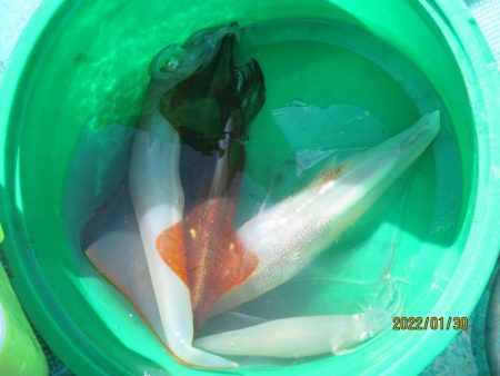 スルメイカ12杯、サバ30～40匹