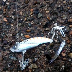 昨日からサゴシ釣れてます