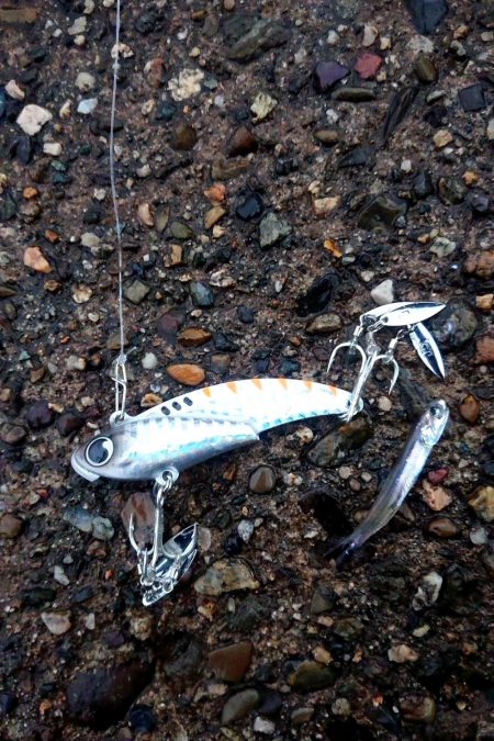 昨日からサゴシ釣れてます