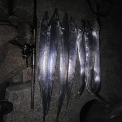 タチウオの〇〇