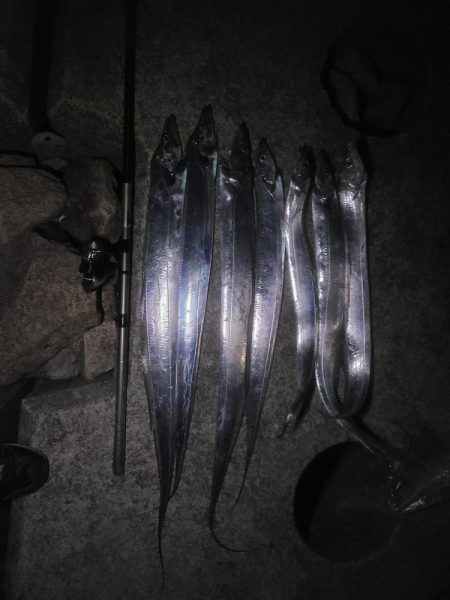 タチウオの〇〇