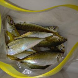 先週に引き続き