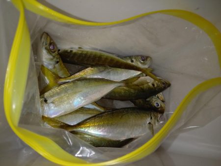 先週に引き続き