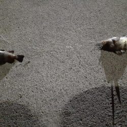 極寒の鹿島灘港でメバリング