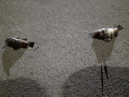 極寒の鹿島灘港でメバリング