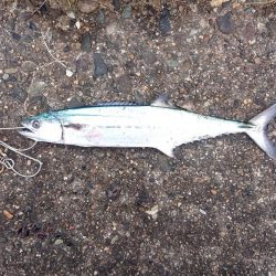 まだサゴシ釣れます