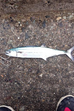 まだサゴシ釣れます