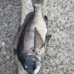 フカセデビュー