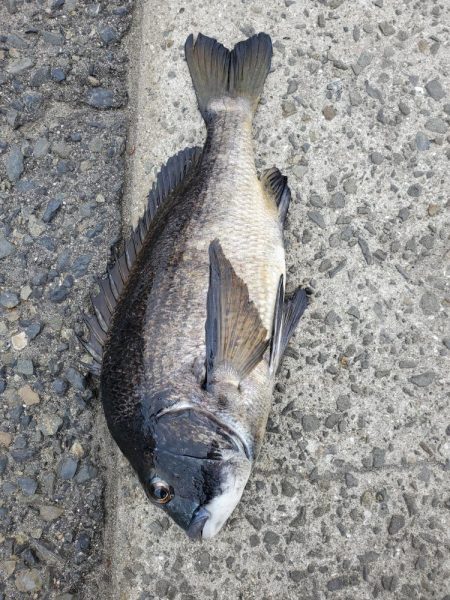 フカセデビュー