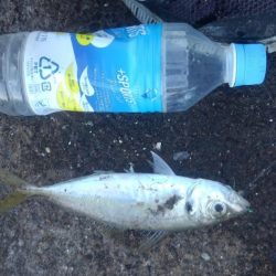 新年釣り始め！！