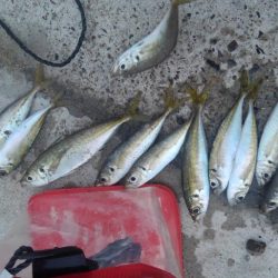 ロッド3本でバタバタ釣りでしたが観賞魚の釣果は満足です!!夕飯はアイゴに決定です^^