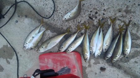 ロッド3本でバタバタ釣りでしたが観賞魚の釣…