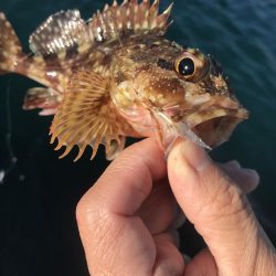カブラでガシラ入れ食い
