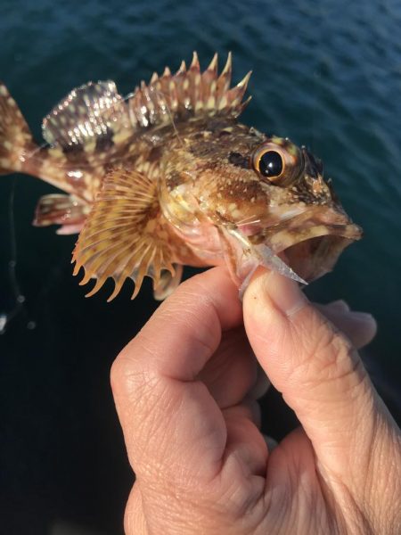 カブラでガシラ入れ食い