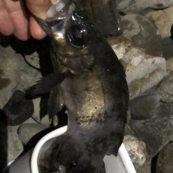 安定した良型メバル