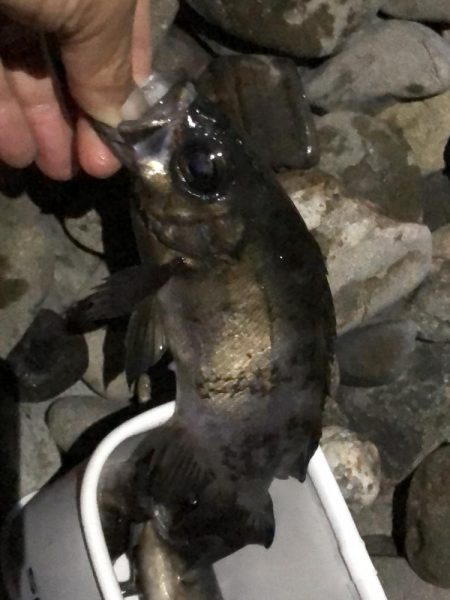 安定した良型メバル