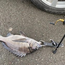 バラした魚は大きい！