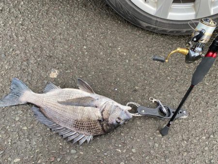 バラした魚は大きい！