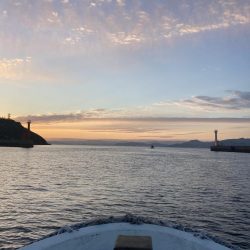 今年初のおめで鯛