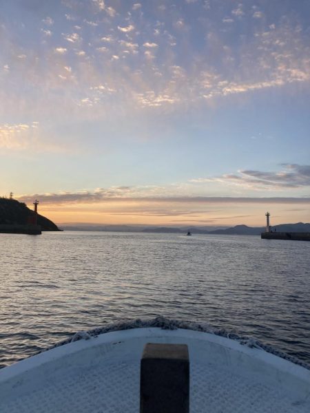 今年初のおめで鯛